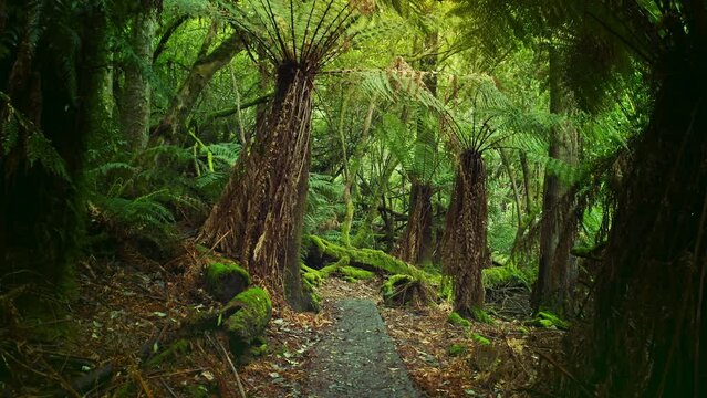 Travel trail in jungle of Tasmania. Australia adventure nature landscape
