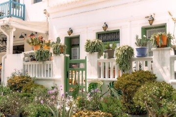 White building with green doors with potted foliage, providing a vibrant contrast of colors