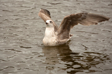 European herring gull in the water
