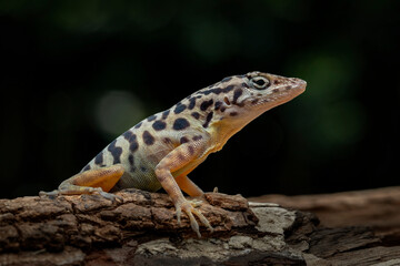 Saba Anole or Saban Anole (Anolis sabanus) is endemic to the island of Saba, in the Caribbean...