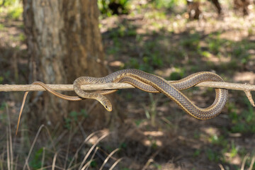 Short-snouted Grass Snake (Psammophis brevirostris) on a tree branch 