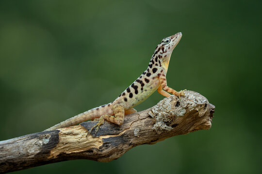 Saba Anole or Saban Anole (Anolis sabanus) is endemic to the island of Saba, in the Caribbean Lesser Antilles.