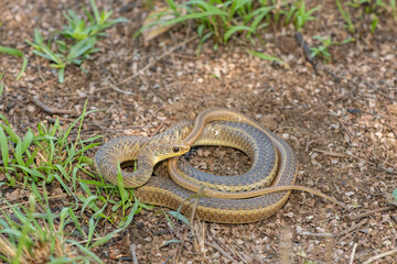 Cute Short-snouted Grass Snake (Psammophis brevirostris) curled up on the ground in the wild	
