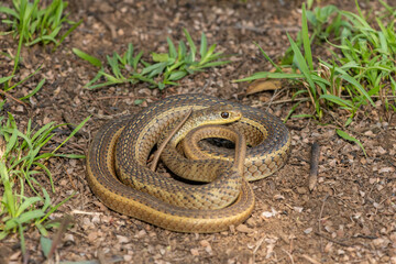 Cute Short-snouted Grass Snake (Psammophis brevirostris) curled up on the ground in the wild	