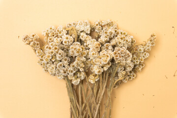 Aesthetic Dried Plant Background