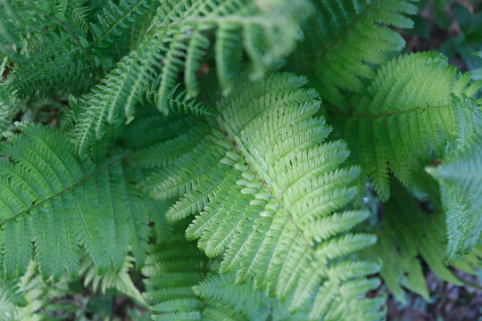 Beautiful fern leaves green foliage natural floral fern background in sunlight.