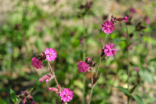 Silene dioica, Red campion, flowers in the garden