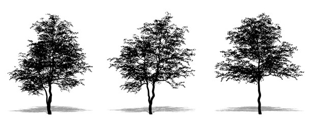 Set or collection of Flowering Dogwood trees as a black silhouette on white background. Concept or conceptual vector for nature, planet, ecology and conservation, strength, endurance and  beauty - obrazy, fototapety, plakaty