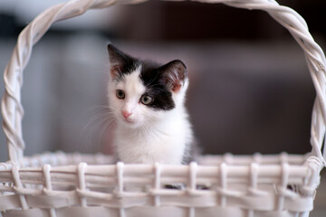 Katzen