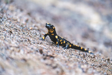 Beautiful Fire salamander lizard close-up. A rare animal creeps on a stone. The representative of...