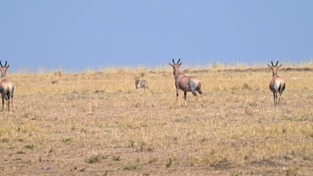 Cheetah running towards Topi antelope and Thomson's gazelle that are escaping, Topi antelope stands and looks at her.