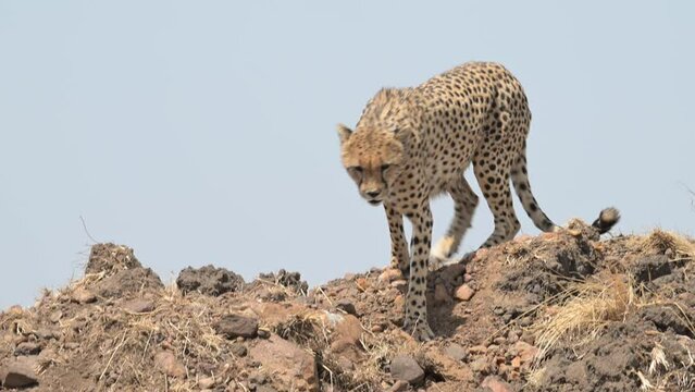 Cheetahs Sitting on a hill and looking around in Masai Mara Kenya