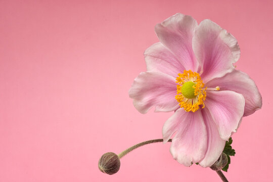 Pale pink anemone flowers on a pink background. space for titles or quotes