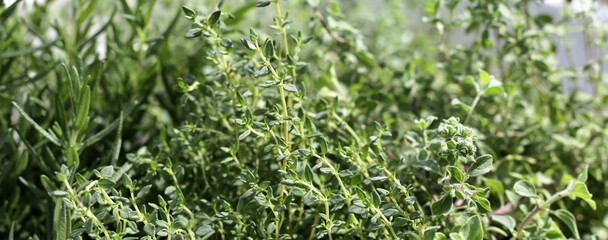 Fresh herbs in the garden