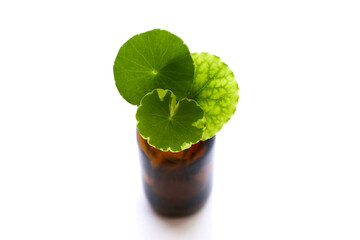 Fresh leaves of gotu kola with essential bottle on white background.