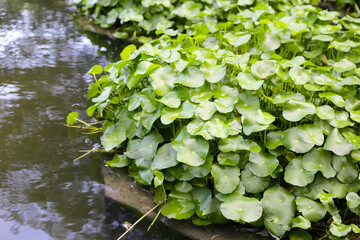 Gotu kola, Asiatic pennywort, Indian pennywort. Water plant in the pond