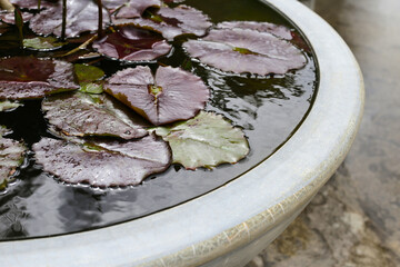 Beautiful waterlily in a water pot