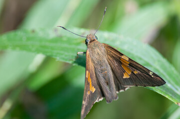 Silver-spotted Skipper close-up on a piece of green foliage