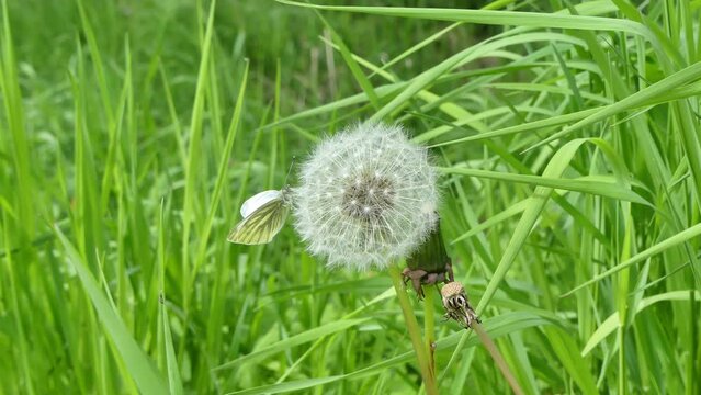 Butterfly Green-veined white, Pieris napi on dandelion with seeds in meadow among green grass on windy spring weather - slow motion, close up shot. Topics: beauty of nature, fauna, natural environment