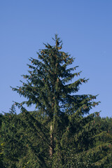 Beautiful pine trees on background high mountains. Carpathians