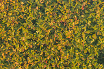 Bush branch in the city park at sunset.