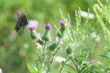 Red-Spotted Purple butterfly visiting wildflowers