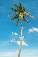 vibrant close-up of beach palm tree under bright sun. concept of sunny beach relaxation, with touch of minimalistic color. It embodies essence of a postcard-perfect vacation and beachside leisure