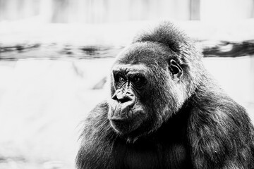 Portrait d'un impressionnant gorille des plaines de l'ouest - 663274840