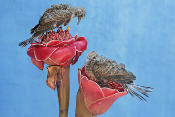 Two young turtledoves are foraging on torch ginger flowers that are in full bloom. This bird has...
