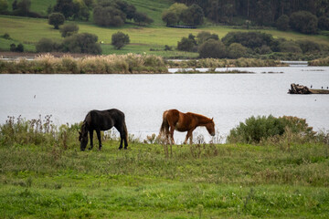 TWO HORSES IN THE FIELD WITH THE RIVER IN THE BACKGROUND
