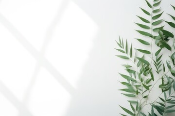 Depicting Blurred Shadows From Plant Leaves On White Wall, Offering Rinimal Abstract Background For Product Presentation In Spring And Summer