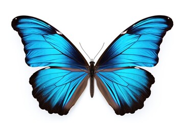 A Blue Butterfly. Сoncept A Blue Butterfly, Floral Arrangements, Nature's Beauty, Wings Of Wonder