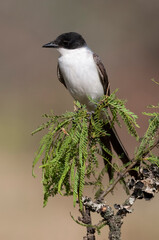 Fork tailed Flycatcher perched in forest, La Pampa Province, Patagonia, Argentina.
