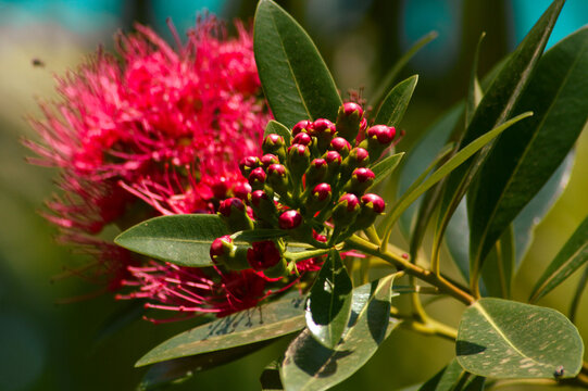 Close-up Natural Beauty Dark Shiny Red Golden Penda Flower Buds Among The Leaves Under The Sunlight
