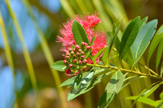 Close-up View Beautiful Red Golden Penda Flower Buds With Leaves And Stems Under The Warm Sunlight