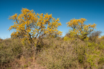 Chañar tree in Calden forest, bloomed in spring,La Pampa,Argentina