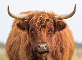 Galloway cattle portrait - obrazy, fototapety, plakaty