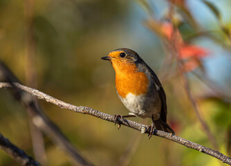 An orange-breasted robin sits on a dry branch among the yellowing foliage of a bush.