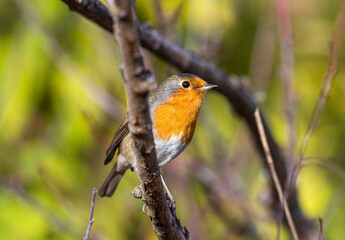 Fototapeta premium A small orange-breasted robin songbird sits on a bush branch.