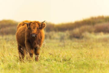 Galloway calf oj pasture