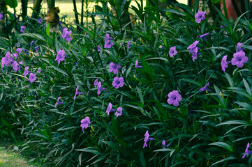 Perspective View Ruellia Simplex Plants With Purple Flowers Grow Fresh In The Garden