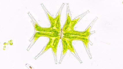 Beautiful freshwater microalgae, Micrasterias mahabuleshwarensis. Live cell. Selective focus