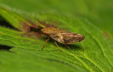 A small spotted light brown cicada crawls along a green leaf.