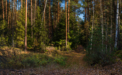 Obraz premium A country road strewn with fallen leaves in a coniferous forest.