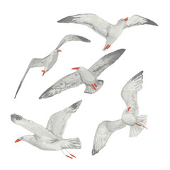 Obraz premium Watercolor set with seagulls. Hand drawn illustration on white background
