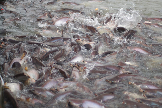 Picture of a crowd of STRIPED CATFISH fish in the river near the fish feeding area.