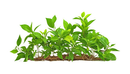 Fototapeta premium plant isolated on transparent background cutout
