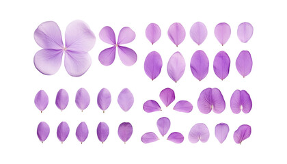 purple petals isolated on transparent background cutout
