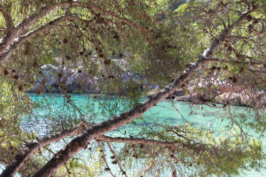 Pinienbaum vor einem Strand auf Mallorca mit hellblauem Wasser
