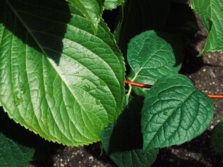 leaf with water drops